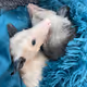 OpossumsInspire