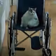 wheeliecat