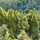 forest_loot