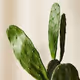 CactusCapital