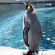 OpenGuin