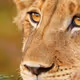 LionEyes