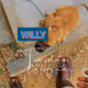 Eazyboi