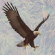 Flying-Eagle