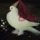 MourningDove