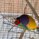 LawrenzTheBird