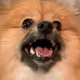 cryptomusicdog