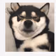 zdxgffjhk