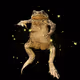Toadmeisterflash