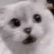 MsShiShii