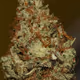 tangerinehaze.eth