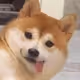 Shibal