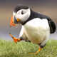 alexDev