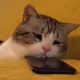 6A5579