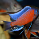 levi_FISH