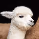 Alpacaisalpacaisalpaca