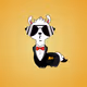 mr_alpaca