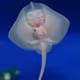 Baby_Ray