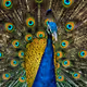 Peacock-beauty