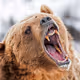 Grizzly77