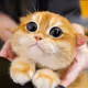 HippoPaw