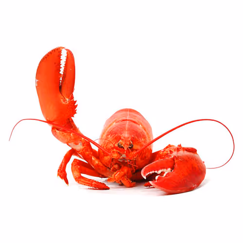OpenSea profile picture for @Lobster