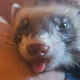 Jaymanx