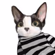 kimi1314