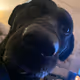 Zobido