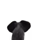 Mrelephant