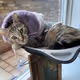 quitathekitty