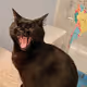 oQpi