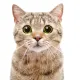 0xCryptoCat