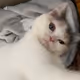 sharonhst