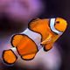 ClownFishAlr