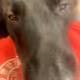 JasperWins