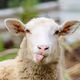Lord_Goat