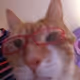 fluffykitten445