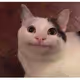 Cat-Cat-Cat