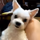 scott_chien