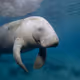 Sweetmanatee