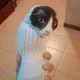 sussisees