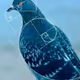 pigeon941