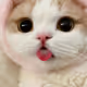 shifur