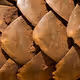PangolinBodyguard