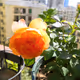 Flora03