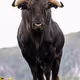 BullMama1