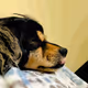 BrunotheSleepyHead
