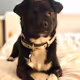 thebaileydoge