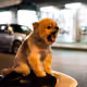 Scooter_Dog